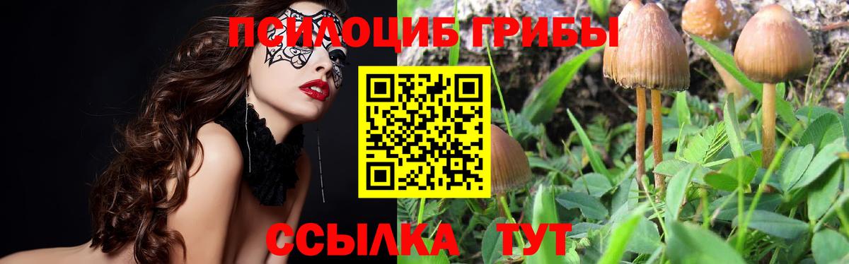 Галлюциногенные грибы мицелий  Вход с VPN  Сунжа 